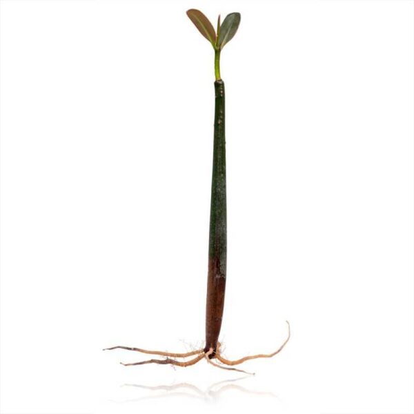 1 manglar